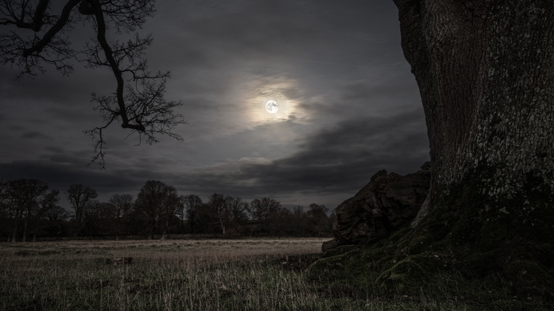 The rising moon in the night sky. The moon is framed by the arch of a tree branch. There are clouds. It is almost black and white. The lichen can be seen on the big tree. 