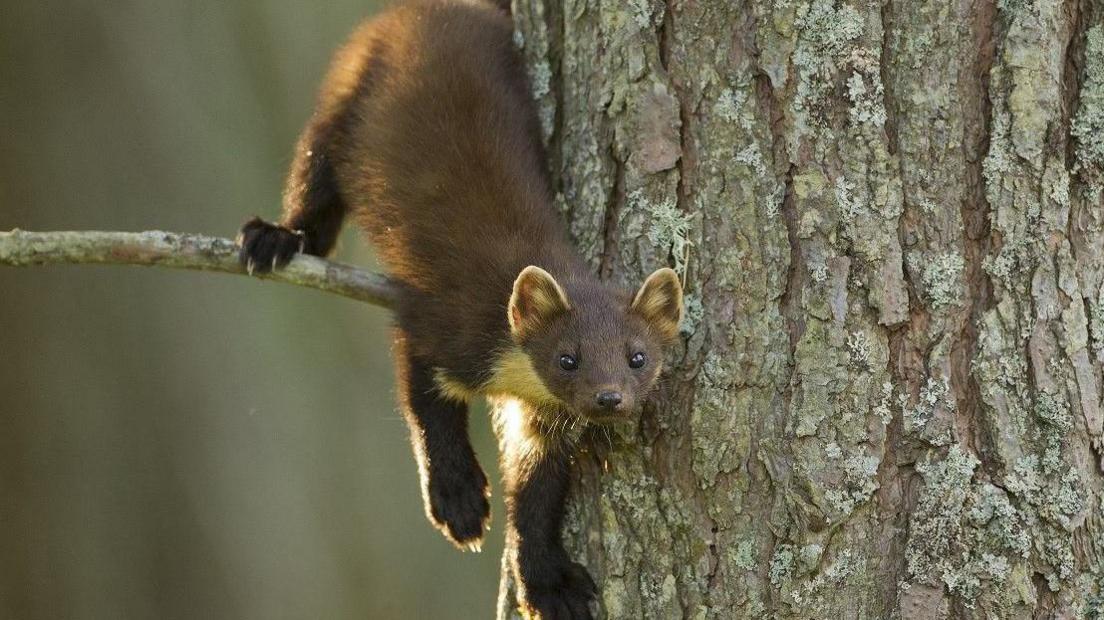 A pine marten on a tree branch in woodland