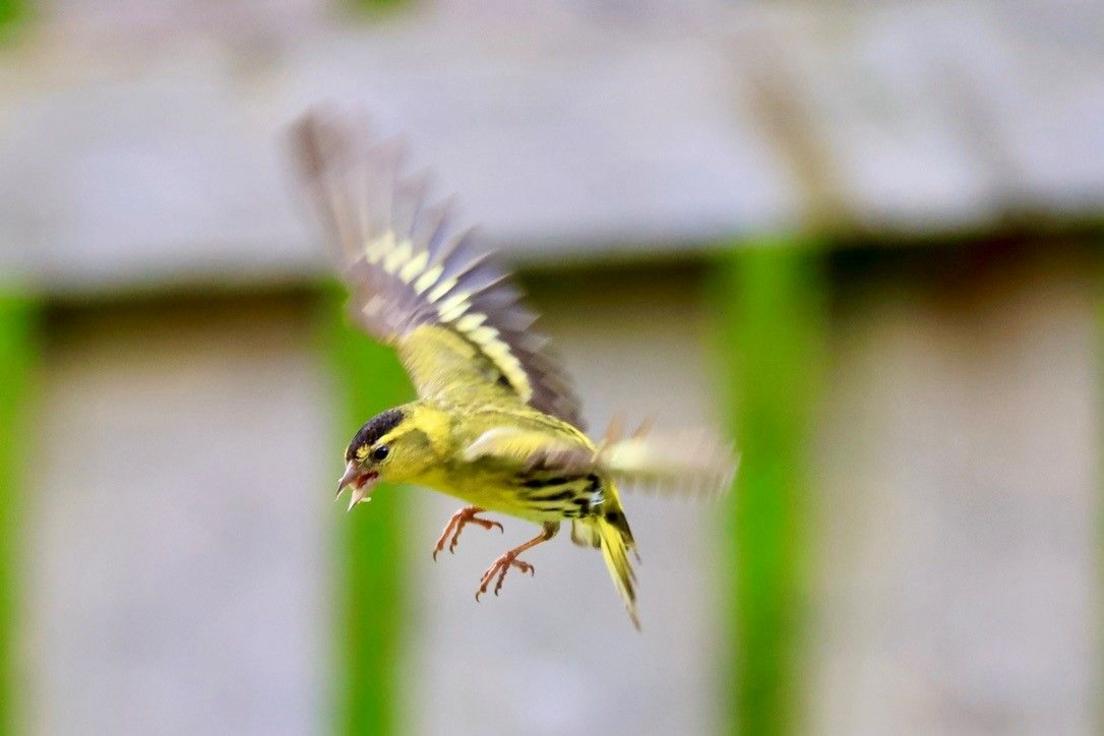 Siskin