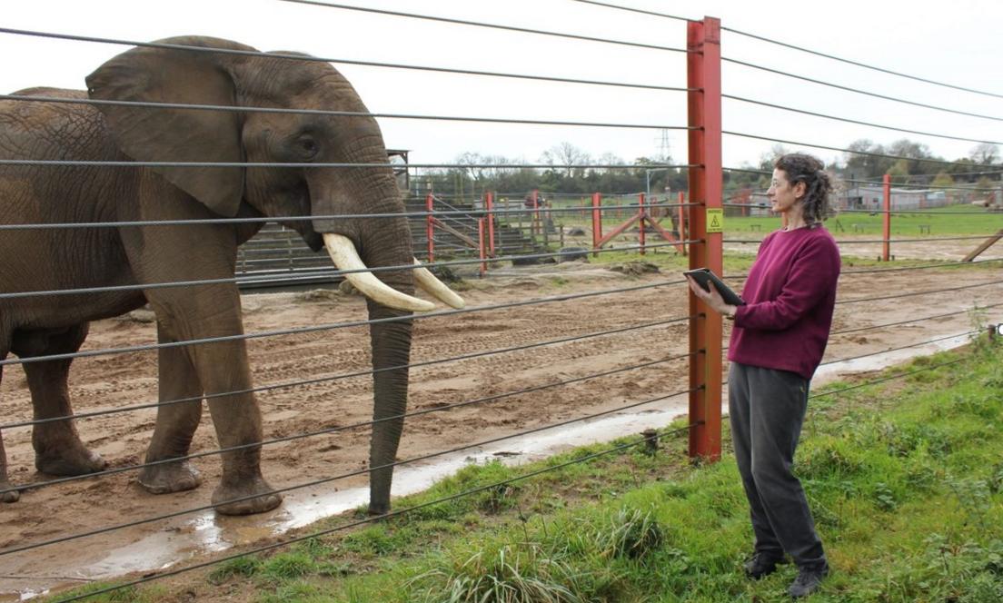 Dr Lisa Yon with an elephant