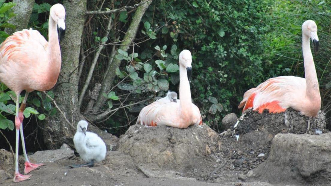 One grey-feathered flamingo chick sits on a rocky area. Another sits on the back of an adult pink flamingo. Two other pink flamingos stand nearby in front of a green leafy area.