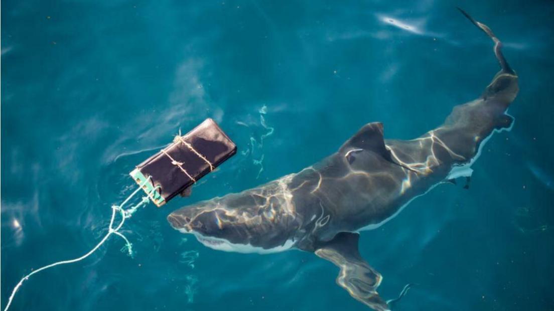 A shark investigating a sample of one of the materials tested. 