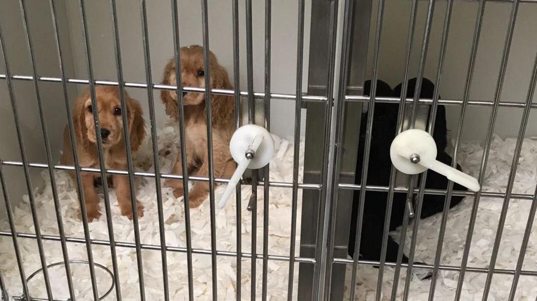 Two light-coloured dogs sitting on bedding in a cage. Both are looking towards the camera 
