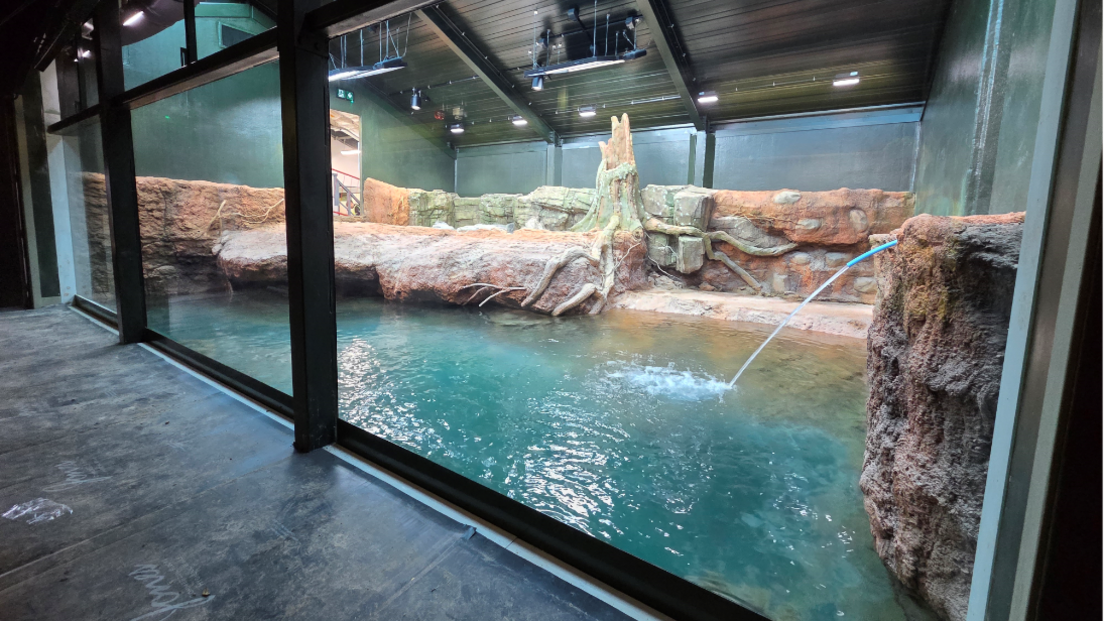 A view of Bristol zoo's new crocodile tank taken from the other side of safety glass and showing a pool being filled with clear blue water and an artificial landscape in the background with fake rocks and trees.