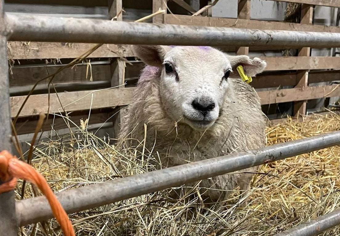 Sheep on Jon Ranjit's farm