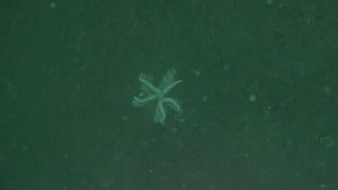 Starfish in herring spawn