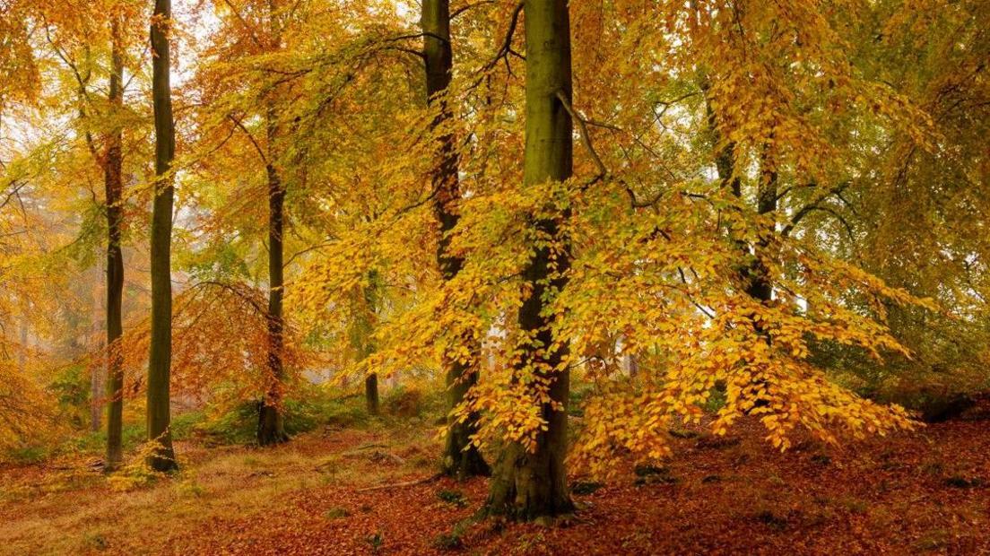Beech trees in autumn, with orange, yellow and golden leaves on the trees and on the forest floor