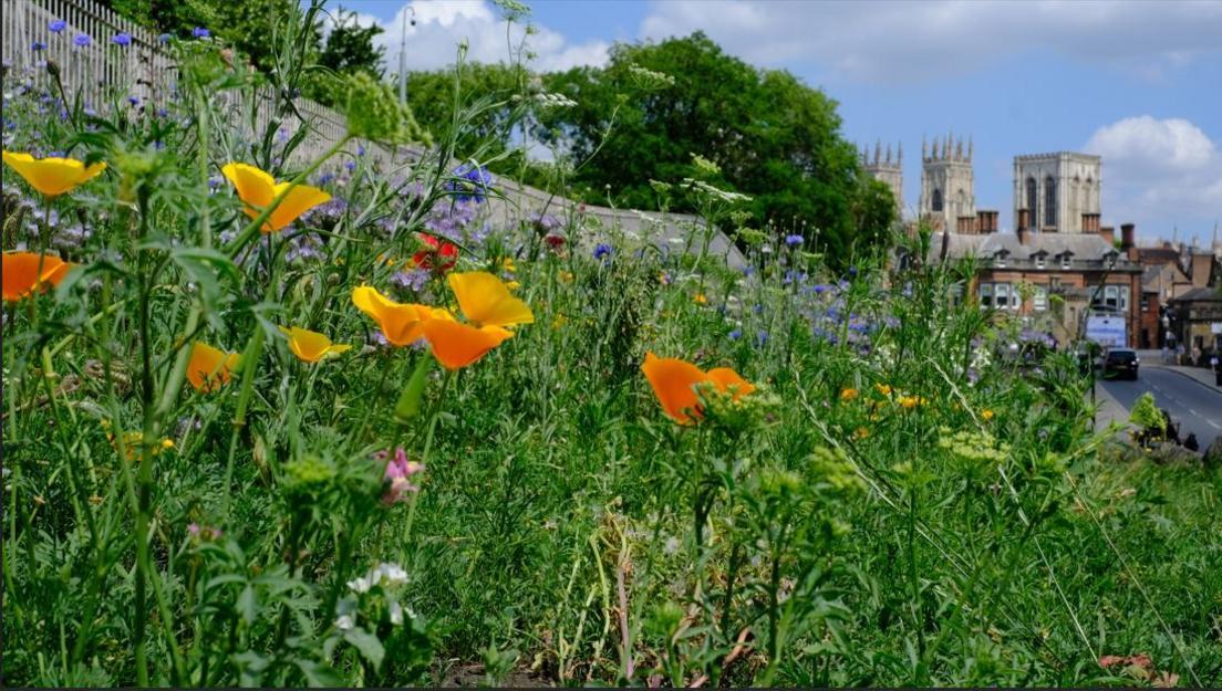 Wildflowers close to York Station walls, with York Minster in the background.