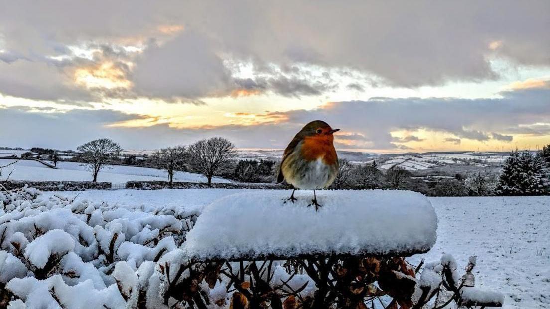 Robin goch yn Llampumsaint