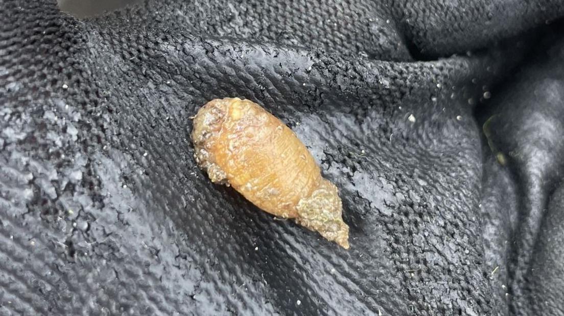 A small slimy leathery sea squirt held in the palm of a hand wearing protective black gloves.
