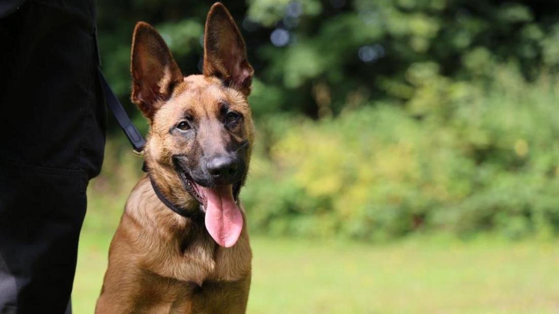 Nottinghamshire Police dog Maverick