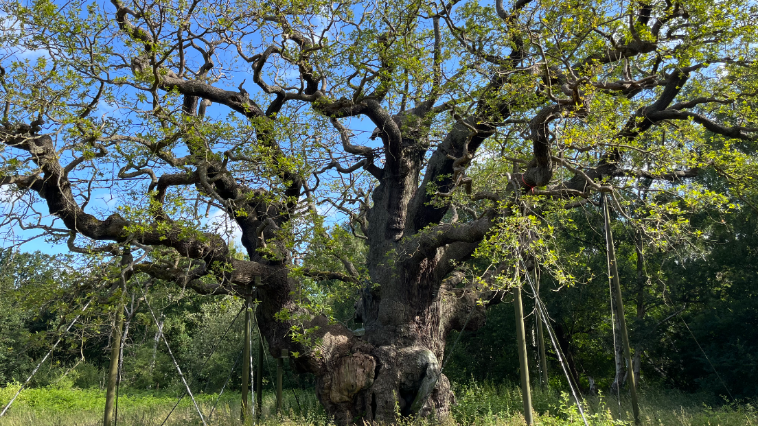 The Major Oak in Sherwood Forest