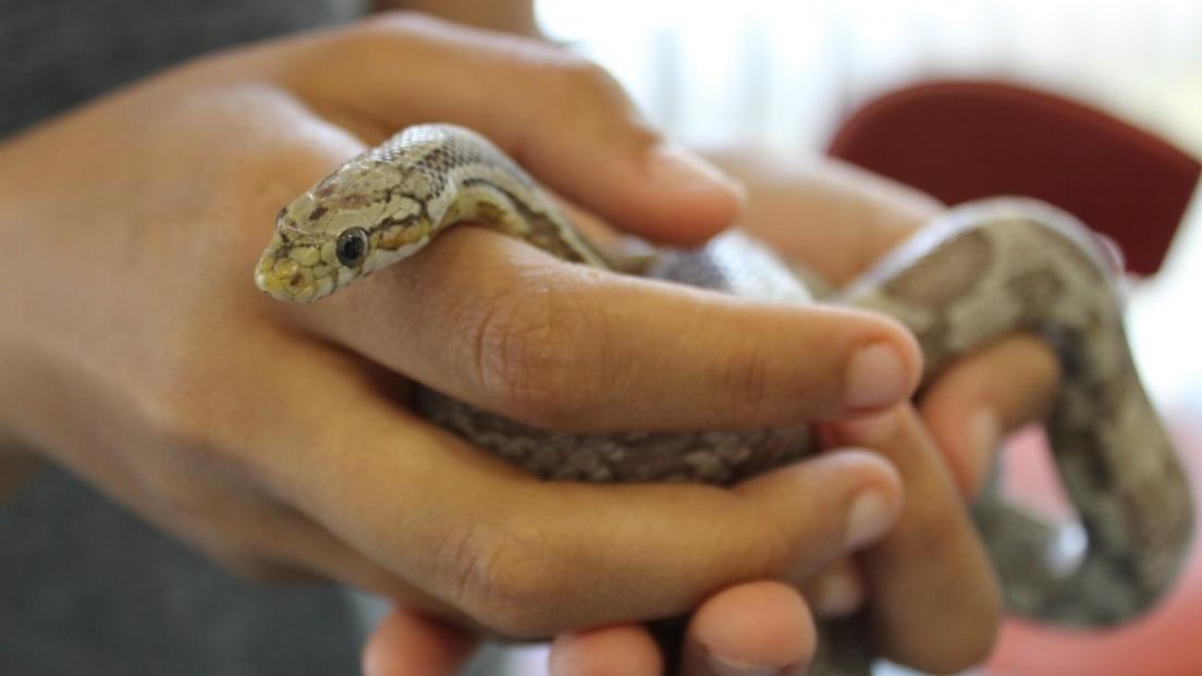 Corn snake