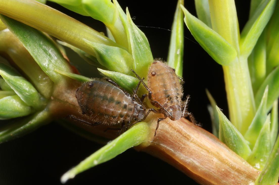 Aphid Cinara smolandiae