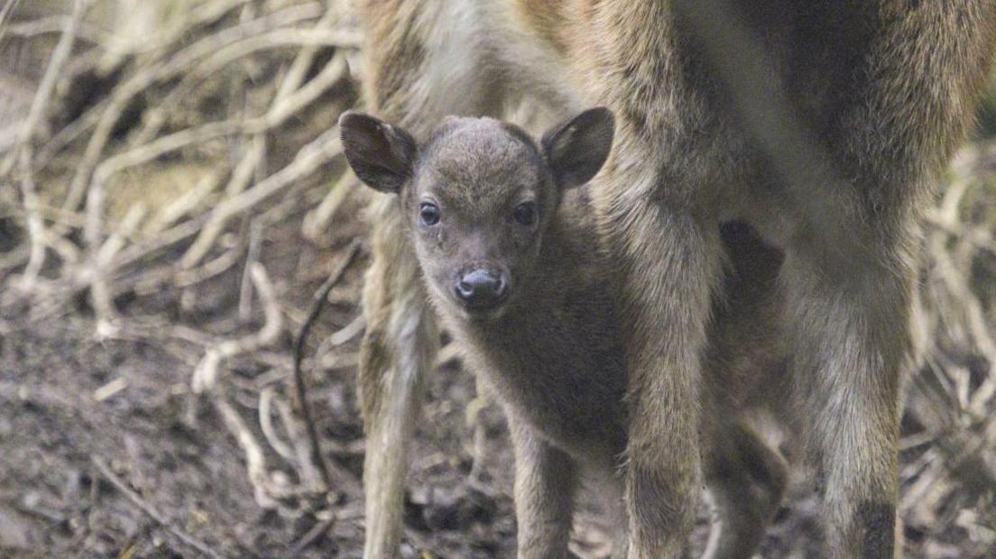 Male Philippine spotted deer.