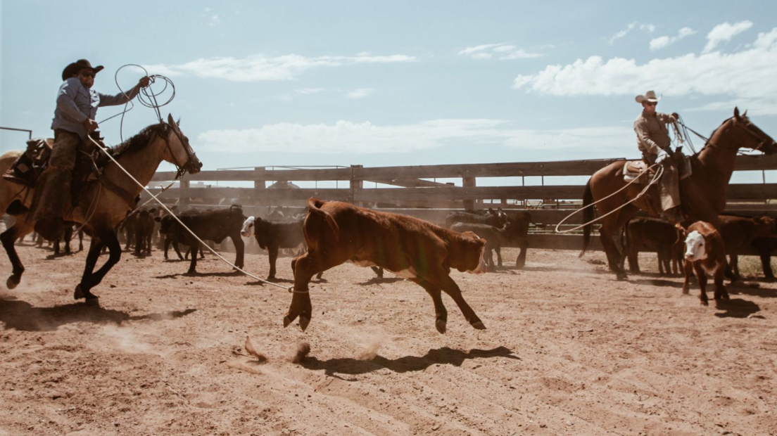 This photo shows two cowboys on horseback roping cattle. In the centre, a calf leaps into the air, its back legs caught by one cowboy’s lasso, while the other cowboy prepares to throw his rope.