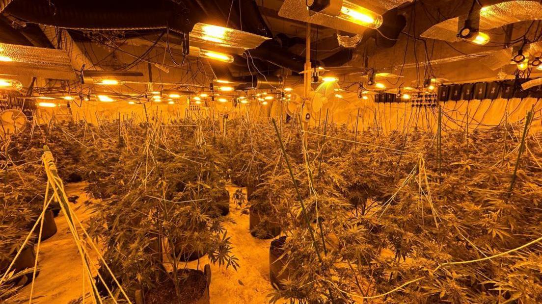 Dozens of large green cannabis plants lit by orange coloured overhead lamps.