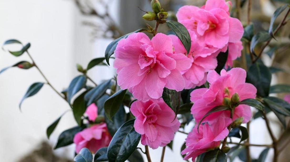 Camelias at Wisley