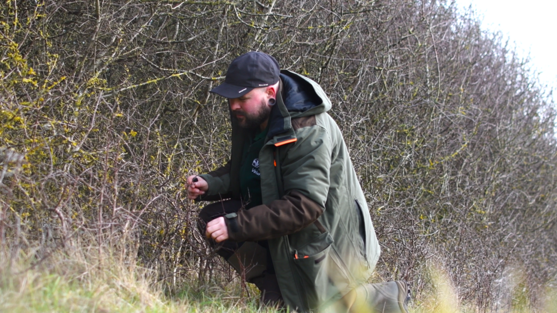 A man in a large green coat and black baseball cap is down on one knee scouring a hedgerow for eggs.