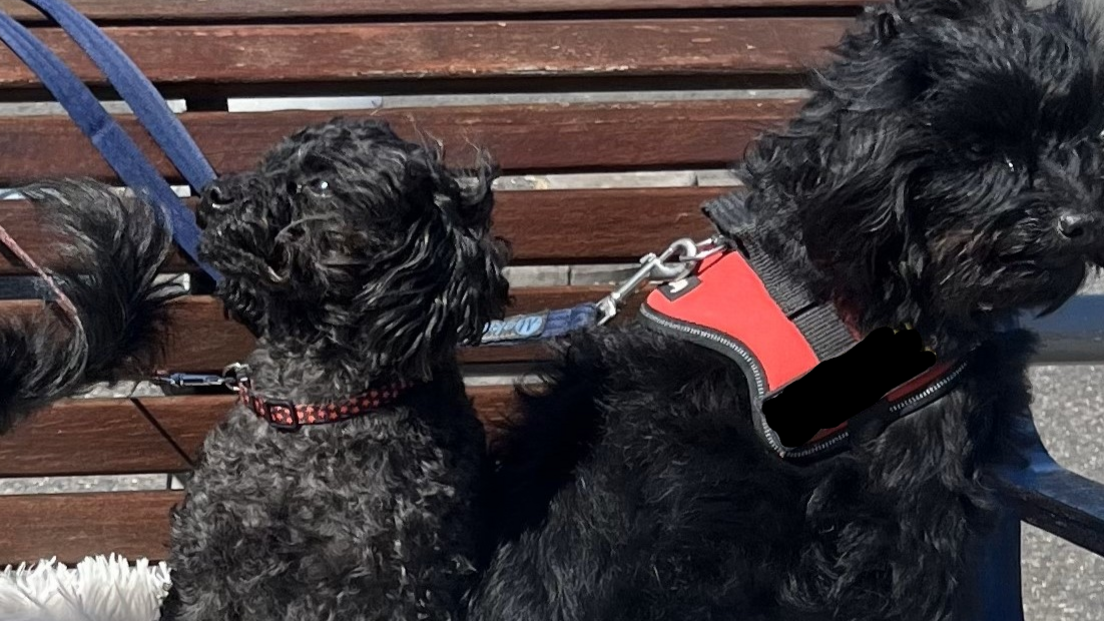 Two black fluffy dogs gather on a park bench. Both have leads on them - the owner is out of shot.