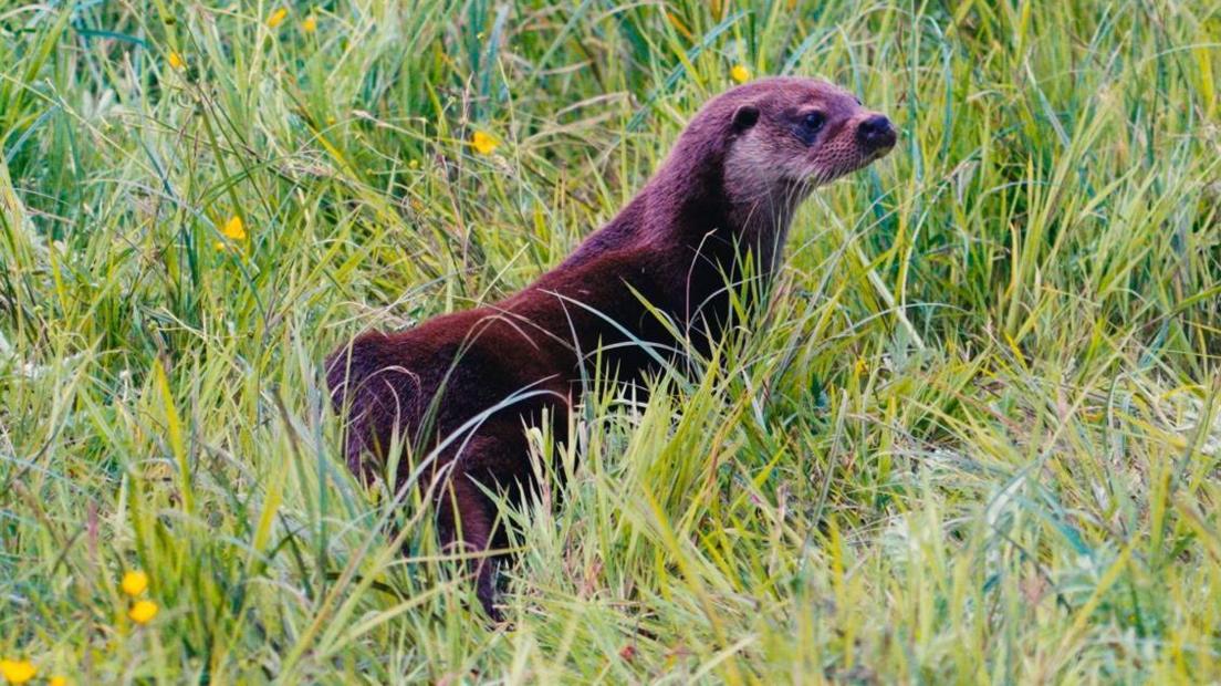 An otter near the River Ouse