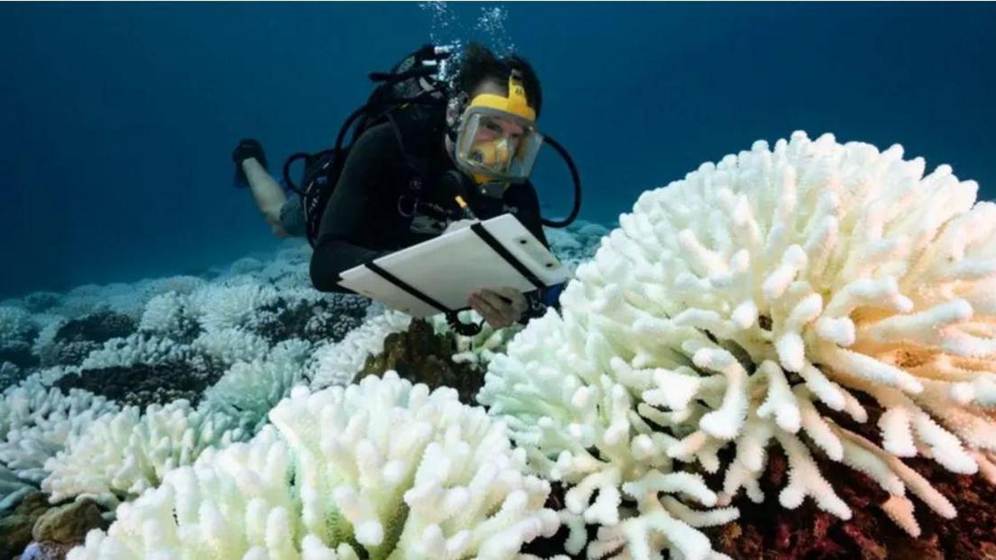 a diver looking at bleached coral