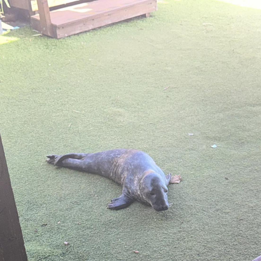 Grey seal pup hauling itself along artificial grass outside a cafe.