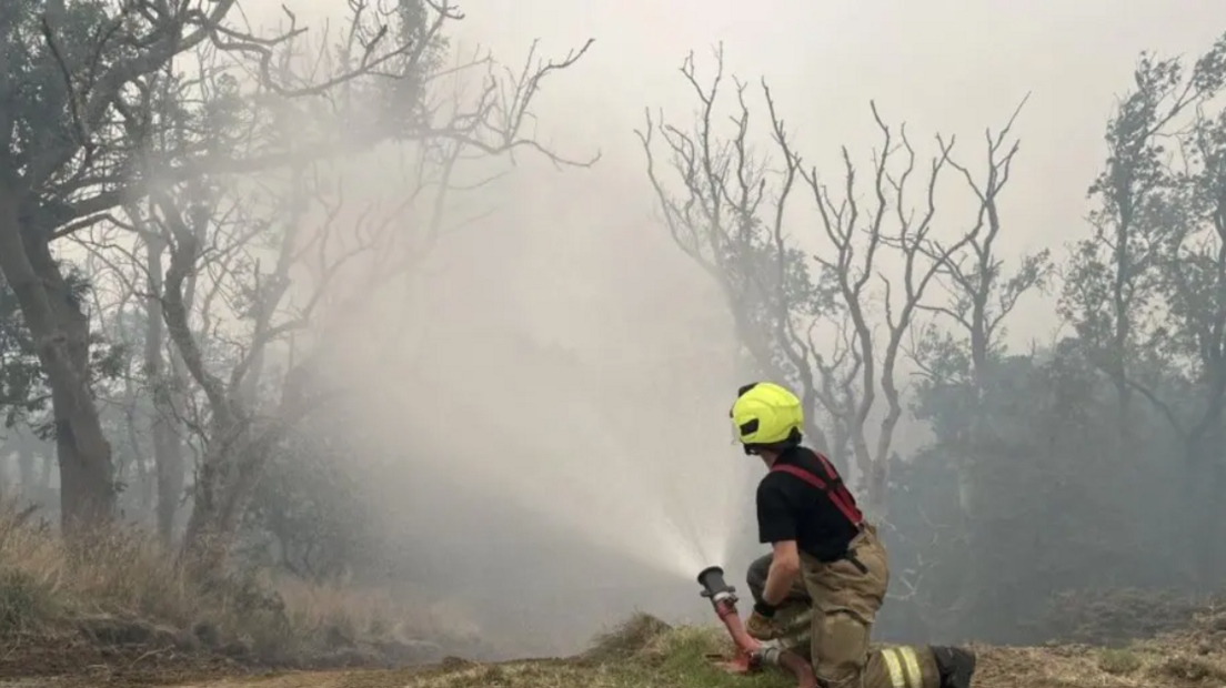 A firefighter, on one knee, aims water from a hose towards charred-looking trees. The firefighter is wearing a black T-shirt, braces and a yellow high-visibility helmet. They are looking towards a fog of grey smoke.
