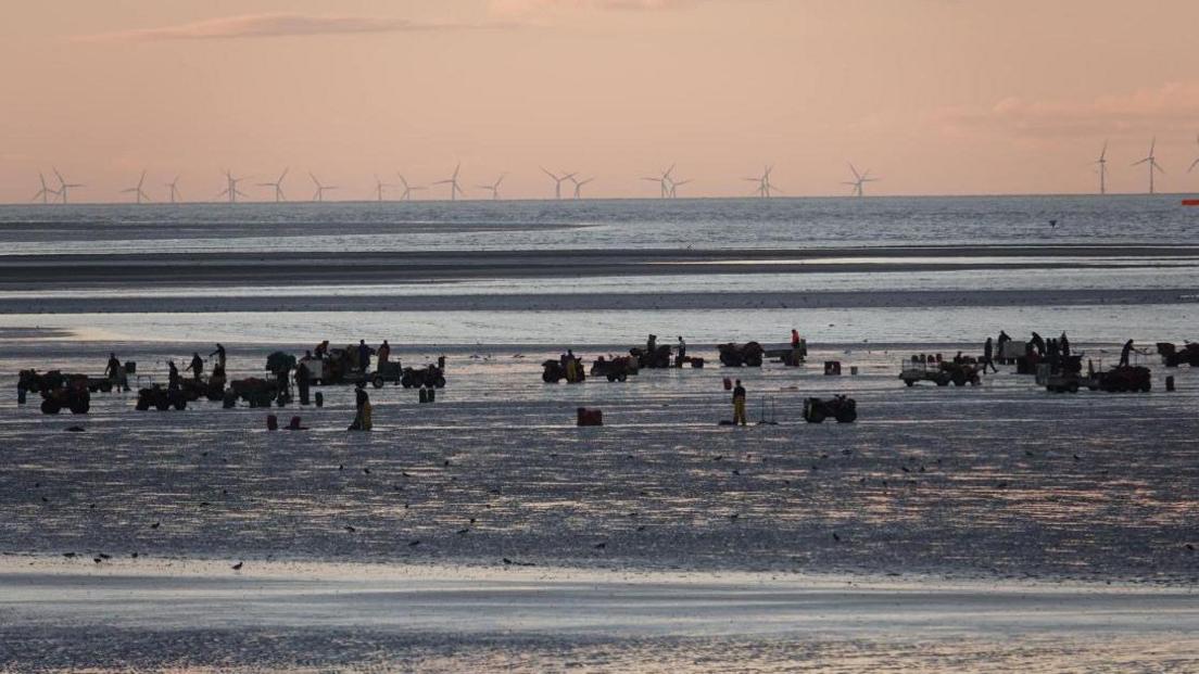 A shot of Leasowe beach at dusk, showing cockle pickers working out on the wet sands at low tide. Numerous all-terrain quad bikes can be seen on the sands.