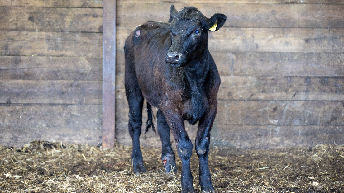 The cow at a farm