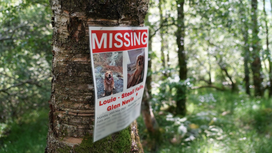 Missing poster on a tree in a wood, featuring photos of Louie a golden retriever with information about where he went missing