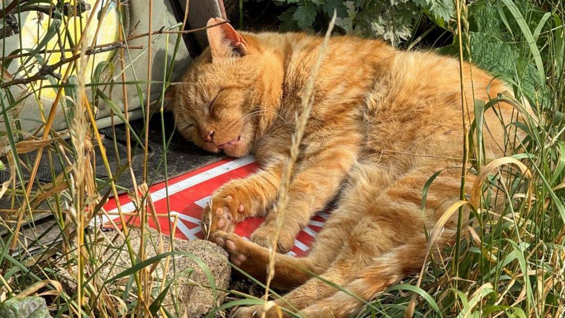 A ginger cat lies asleep content in long grass