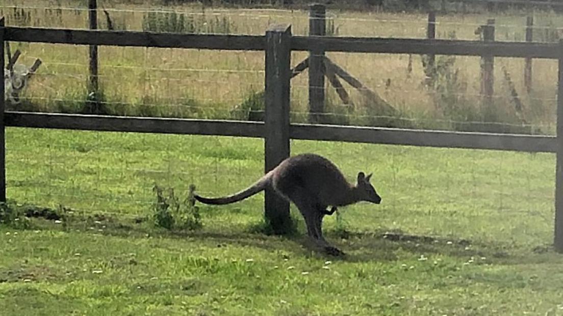 Shelia the wallaby