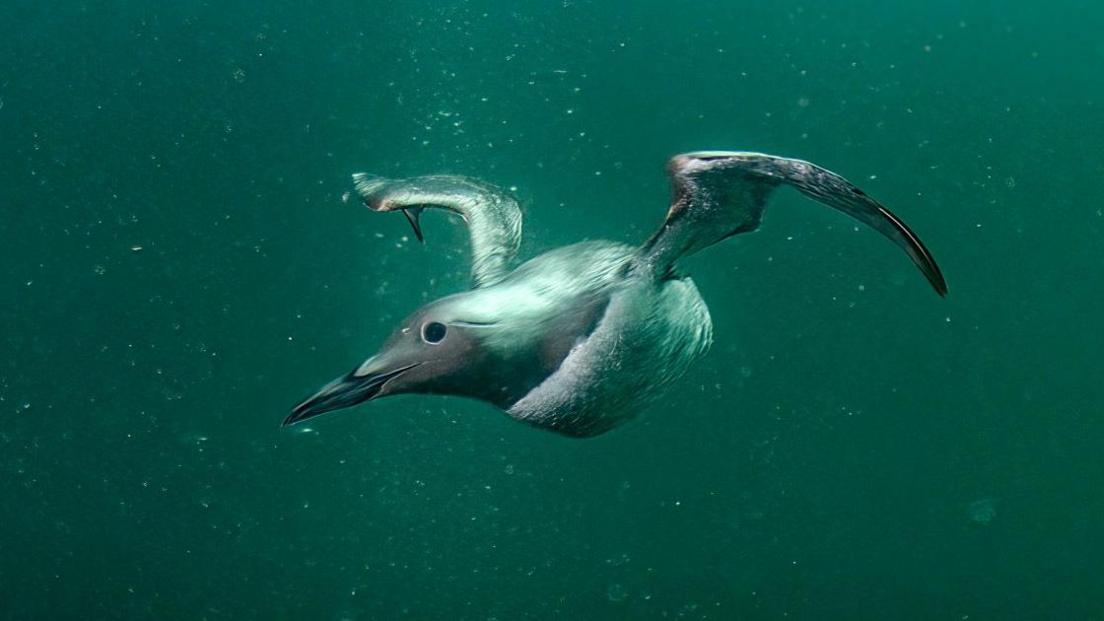 A Guillemot diving off the Berwickshire coast