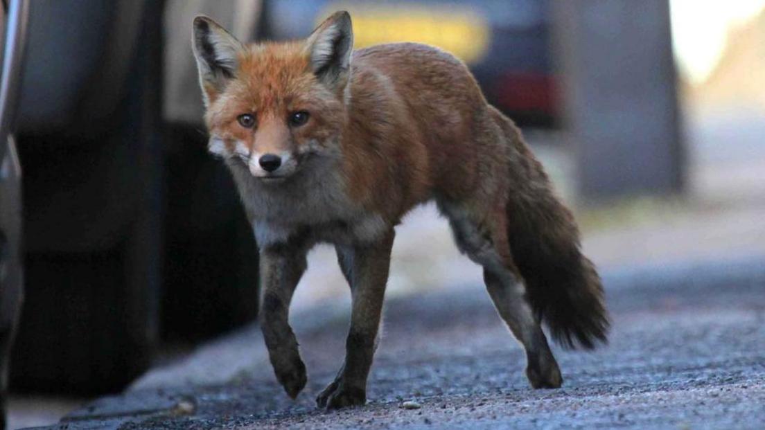 A fox on the street