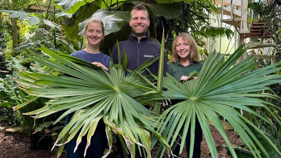 Two women and a man standing behind a large palm tree. They are in a glasshouse surrounded by other plants.