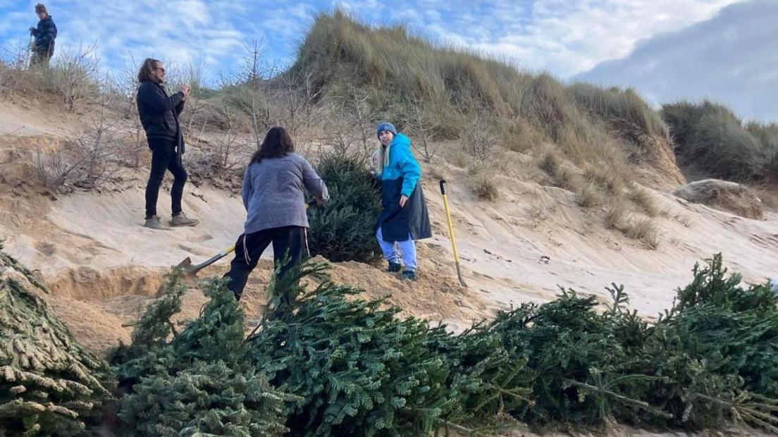 Four people stand in a sand dune in Cornwall with several Christmas trees while they work on planting them in the sand on a sunny day.