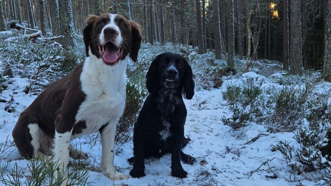 Two spaniel type dogs sit in the snow and ice in a forest in the Scottish Highlands.