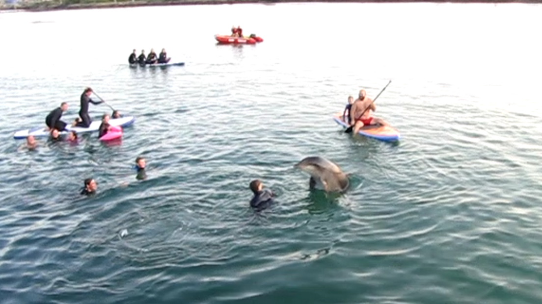 Dolphin with people