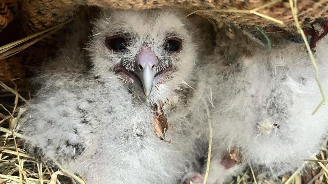 A baby owl looks at the camera, it has white fluffy fur