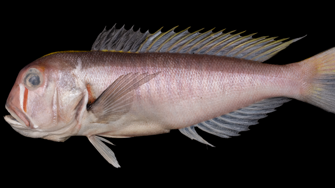 The full body of the new fish is displayed, it has a reddish tint, with visible scales, an orange and white marking under its eye, fins, and an open mouth. 

The background is completely black. 