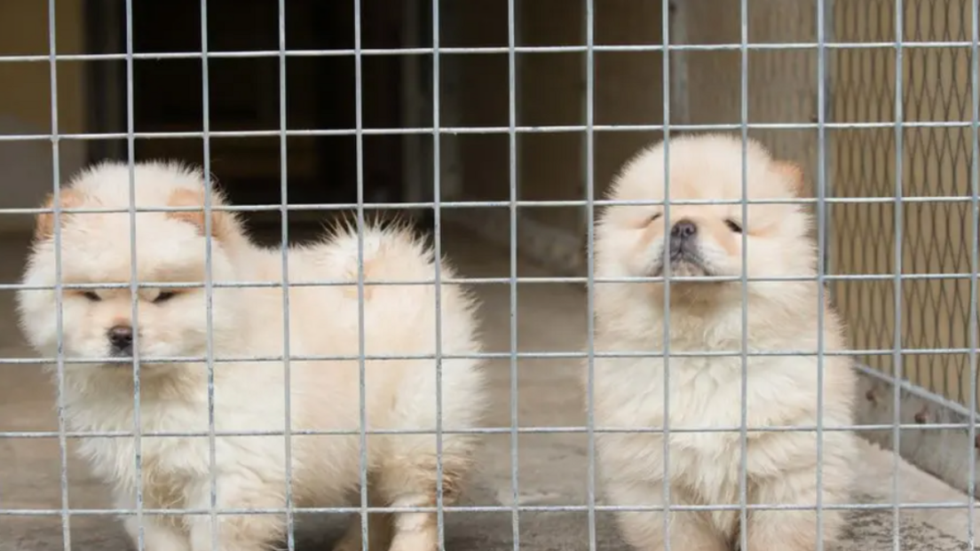 Two white fluffy puppies are looking at the camera from inside a metal crate