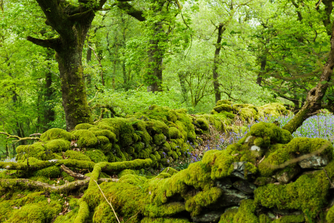 A lush green forest. Trees can bee seen in the background. A stone wall looks bright green as it is completely covered in moss. The wall surrounds a field of tall purple flowers.