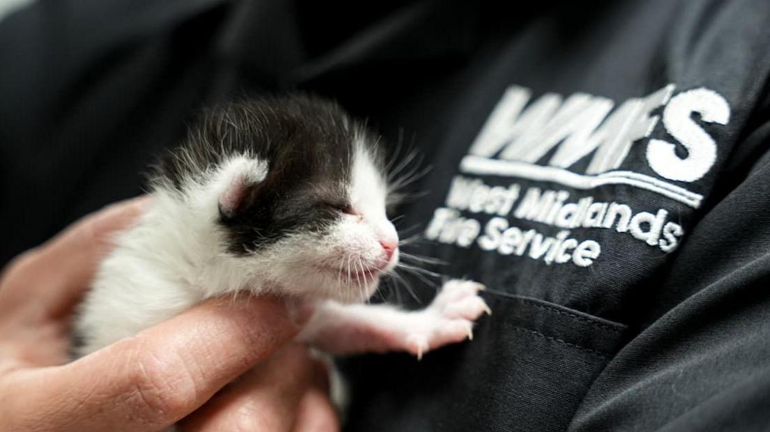 A hand is holding a black and white kitten resting against a black shirt that says 'West Midlands Fire Service'
