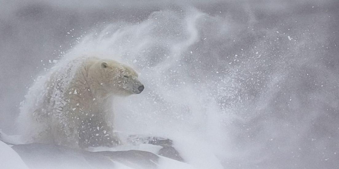 a polar bear buffeted by snowy wind