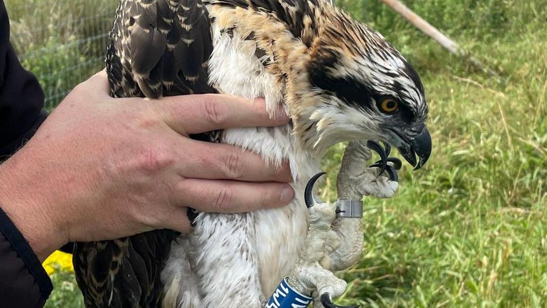 One of the ospreys being held in the hands of a man. Its head is bowed forward and its long, black talons are next to its face and scrunched together. It has a silver metal ring on its left leg and a blue ring on its right leg with some white unreadable letters on it. Its eye is orange and black and its feathers are brown, white and black. Behind the bird is a patch of long grass, with a metal fence to the left.