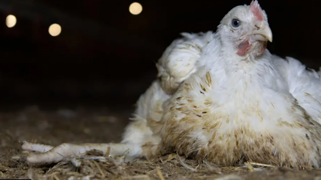 Large white-coloured chicken sat on hay with outstretched leg.