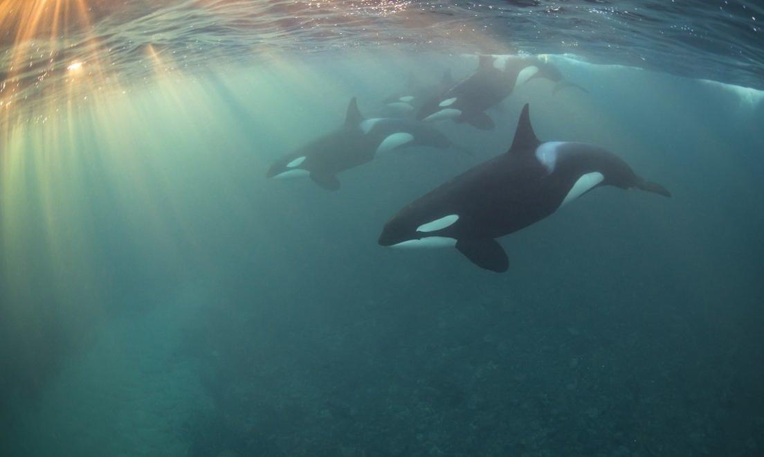 orcas