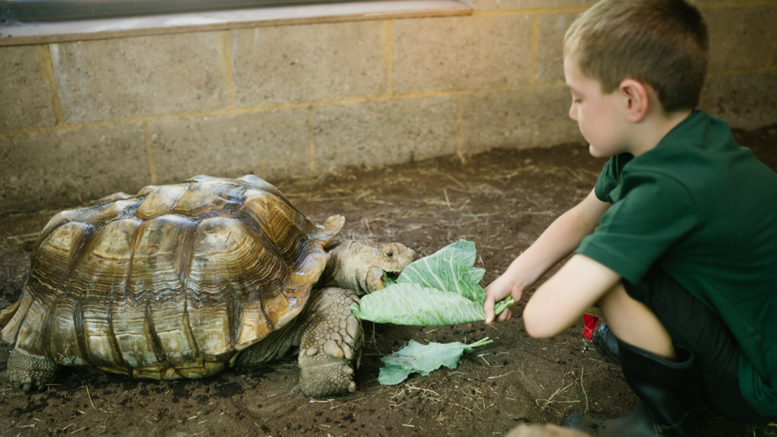A young boy in a green polo shirt, crounched down holding a large bunch of leaves. Across from his is a large tortoise, chomping on the leaves.