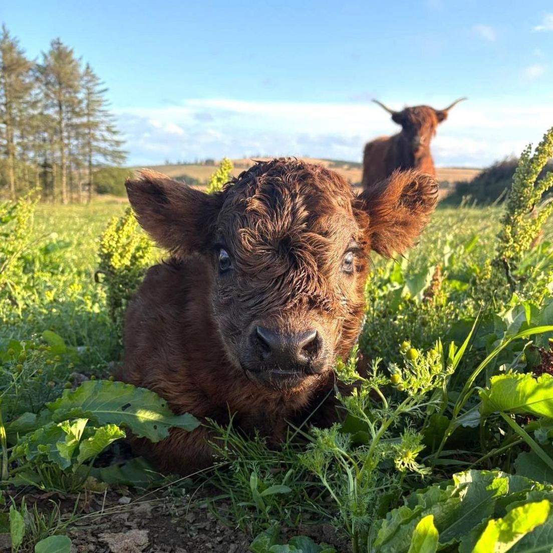 Highland calf lying in grass, with its mother in the background.